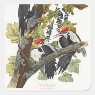Adesivo Quadrado Arte de Pássaro Pica-Pau-Grande Audubon Vintage