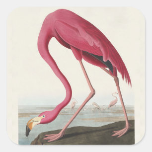 Adesivo Quadrado Arte de Pássaro Rosa Flamingo Americano Vintage Au