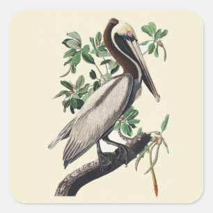 Adesivo Quadrado Arte de Pássaros Costeiros Vintage Audubon Pelican