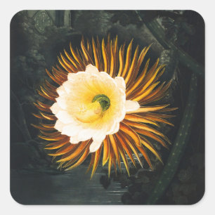 Adesivo Quadrado Arte Gótica de Cereus Noturno Vintage