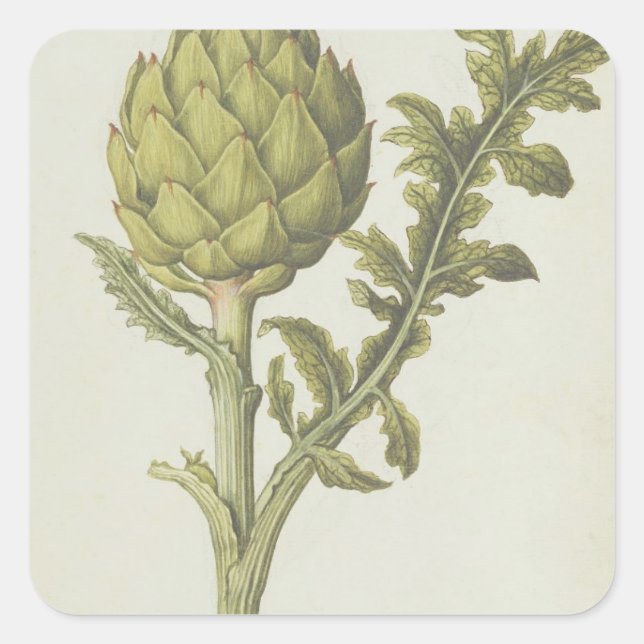 Adesivo Quadrado Artichoke: Cynara scolymus, c.1568 (Frente)