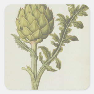 Adesivo Quadrado Artichoke: Cynara scolymus, c.1568