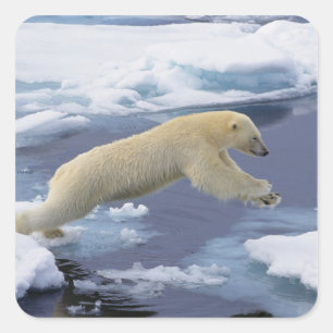 Adesivo Quadrado Ártico, Svalbard, Urso Polar estendendo