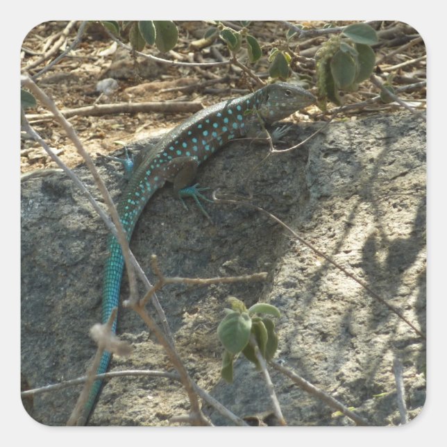 Adesivo Quadrado Aruban Whiptail Lizard Fotografia Animal Tropical (Frente)