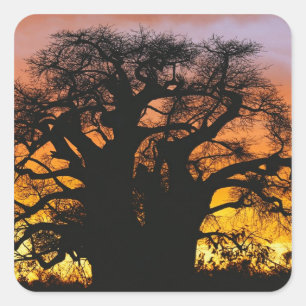 Adesivo Quadrado Árvore baobá africana, Adansonia digitata,
