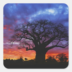 Adesivo Quadrado Árvore baobá africana, Adansonia digitata, 2