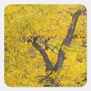 Adesivo Quadrado Árvore Cottonwood em cores de outono máximas em Gl