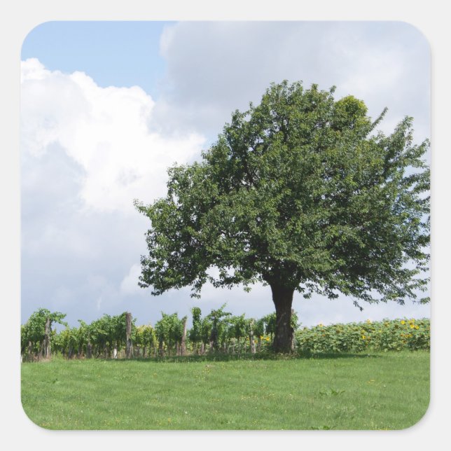 Adesivo Quadrado Árvore De Cereja No Verão (Frente)