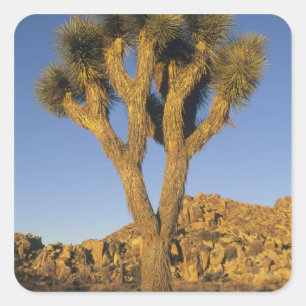 Adesivo Quadrado Árvore de Josué, Yucca brevifolia), e granito