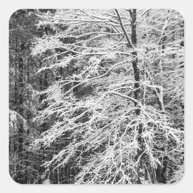 Adesivo Quadrado Árvore de Mapeamento Descrito Na Neve (Frente)