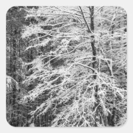 Adesivo Quadrado Árvore de Mapeamento Descrito Na Neve