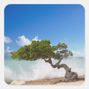 Adesivo Quadrado Árvore Divi Divi, Praia Eagle, Aruba, Caribe