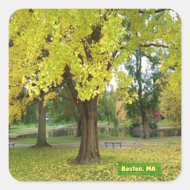 Adesivo Quadrado Árvore Gingko Amarela (Frente)