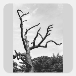 Adesivo Quadrado árvore livre