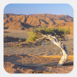 Adesivo Quadrado Árvore Nodosa E Terras Desérticas, Richtersveld