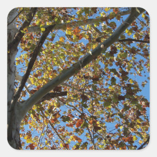 Adesivo Quadrado Árvore Sycamore no outono contra um céu azul