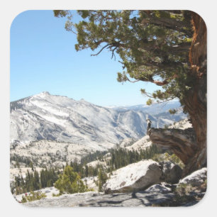 Adesivo Quadrado Árvore Velha no Parque Nacional de Yosemite