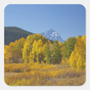 Adesivo Quadrado Árvores de Aspen com a cordilheira Teton