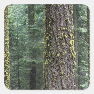 Adesivo Quadrado Árvores de sequóia gigante na floresta, Sequoia e