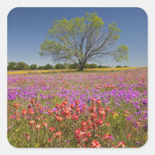 Adesivo Quadrado Árvores Primavera, que crescem em flores silvestr