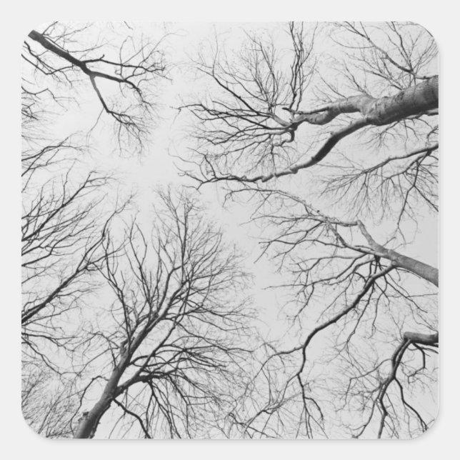 Adesivo Quadrado Árvores sem folhas na madeira de Thiepval (Frente)