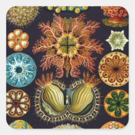 Adesivo Quadrado Ascidiae por Ernst Haeckel, Animais Marinhos Antig
