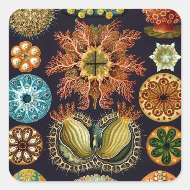 Adesivo Quadrado Ascidiae por Ernst Haeckel, Animais Marinhos Vinta (Frente)