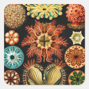 Adesivo Quadrado Ascidiae, Seescheiden Vida Marinha por Ernst Haeck