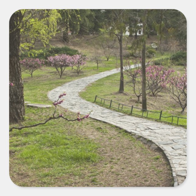 Adesivo Quadrado Ásia, China, Pequim. Primavera floresce junto (Frente)