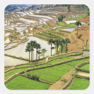 Adesivo Quadrado Ásia, China, Yunnan, Honghe.  Terraços de arroz pe