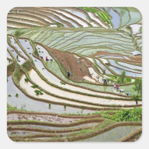 Adesivo Quadrado Ásia, China, Yunnan, Jinping. Pessoas Yi nativas