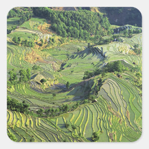 Adesivo Quadrado Ásia, China, Yunnan, Yuanyang. Padrão de verde