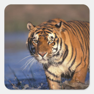 Adesivo Quadrado ÁSIA, Índia, Tigre-de-bengala (Panthera tigris)