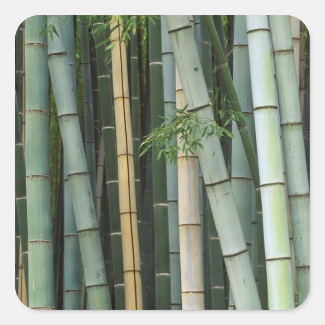 Adesivo Quadrado Ásia, Japão, Quioto, Arashiyama, Sagano, Bamboo (Frente)
