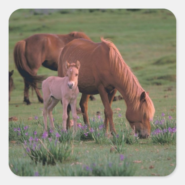 Adesivo Quadrado Ásia, Mongólia, Deserto de Gobi. Cavalos Selvagens (Frente)
