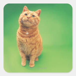 Adesivo Quadrado Assento do gato do gengibre, olhando para cima