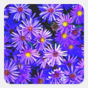 Adesivo Quadrado Aster Garden em Bloom de Cheio