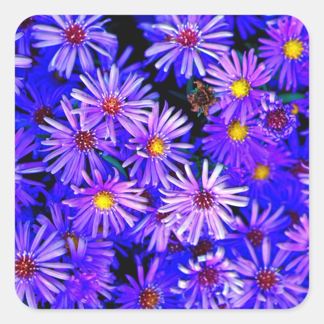 Adesivo Quadrado Aster Garden em Bloom de Cheio (Frente)