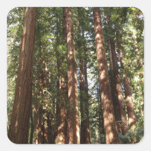 Adesivo Quadrado Até Redwoods II no Monumento Nacional de Muir Woo