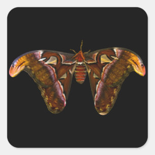 Adesivo Quadrado Atlas Moth - Snake Head