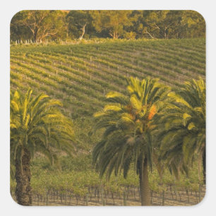 Adesivo Quadrado Austrália, Austrália Meridional, Barossa Valley,