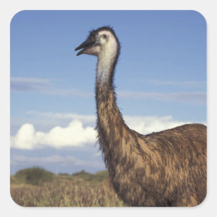 Adesivo Quadrado Austrália, Austrália Ocidental. Emu (Dromaius