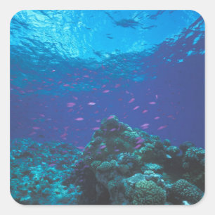Adesivo Quadrado Austrália, Grande Barreira de Coral. Nuvem de Roxo