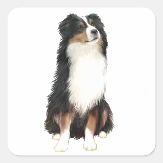 Adesivo Quadrado AUSTRALIAN SHEPHERD (A) - Tri Color (Frente)