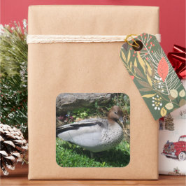 Adesivo Quadrado Australian Wood Duck in Tranquil Garden