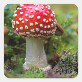 Adesivo Quadrado Autumn Beauty