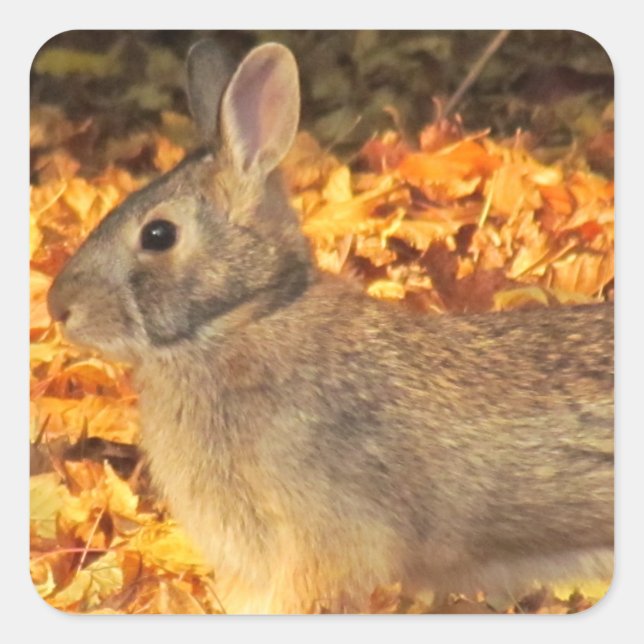 Adesivo Quadrado Autumn Bunny (Frente)