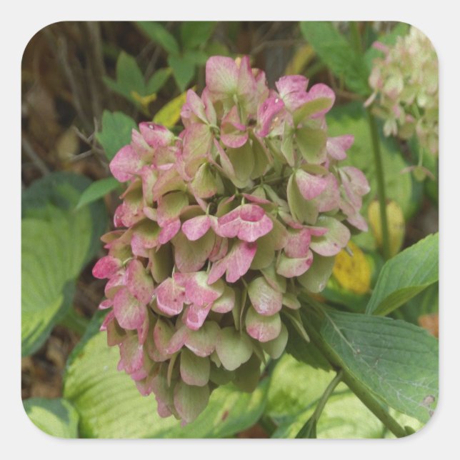 Adesivo Quadrado Autumn Hydrangea Bloom com Ouro Hosta Leaves (Frente)