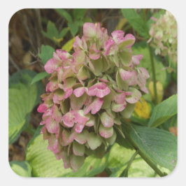 Adesivo Quadrado Autumn Hydrangea Bloom com Ouro Hosta Leaves