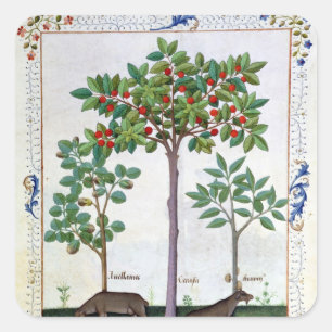 Adesivo Quadrado Avelãs Bush e cerejeira